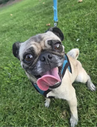 Nala