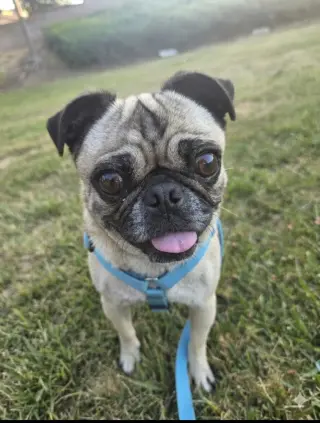 Nala