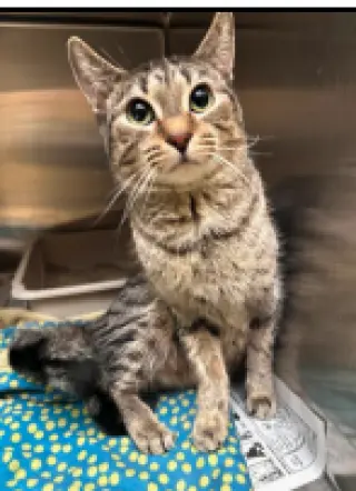 Tigger