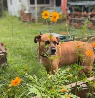 Gretchen