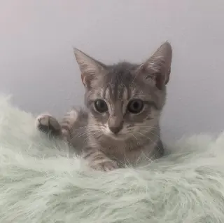 Cashew