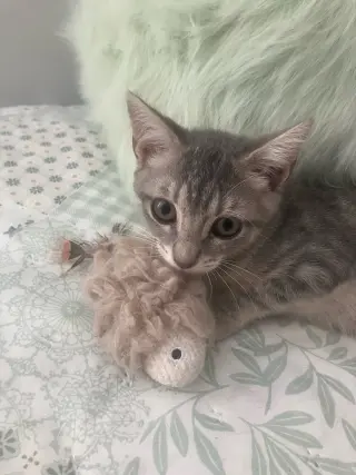 Cashew