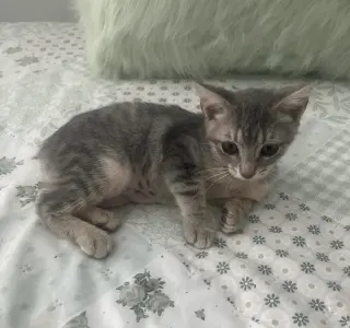 Cashew