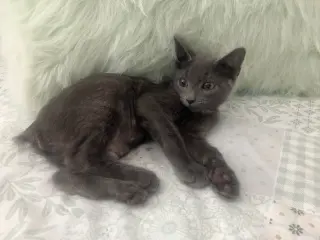 Almond
