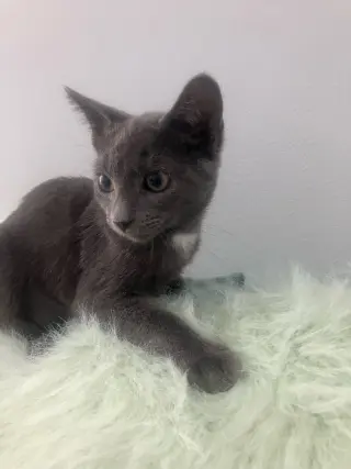 Almond