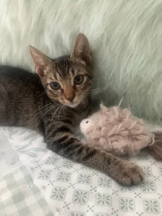 Pecan