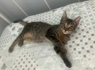 Pecan