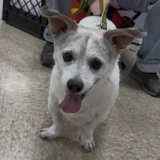 Penny's pup Parker/ Rooney