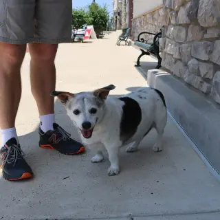 Penny's pup Parker/ Rooney