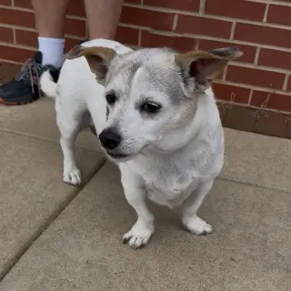 Penny's pup Parker/ Rooney