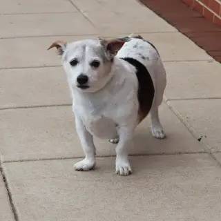 Penny's pup Parker/ Rooney