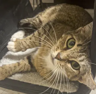 Cora