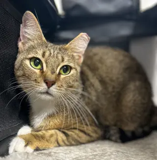Cora