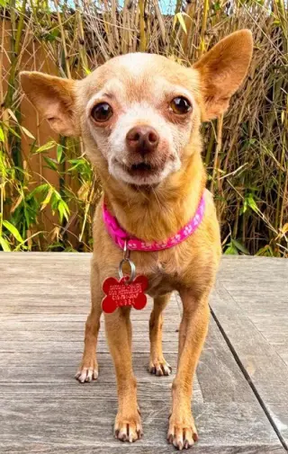 Chiquita