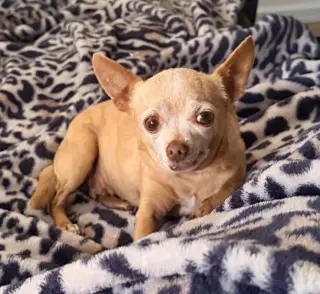 Chiquita