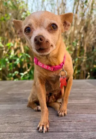 Chiquita