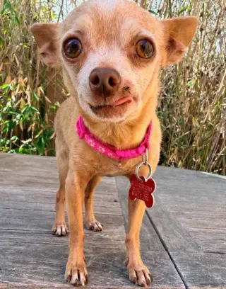 Chiquita