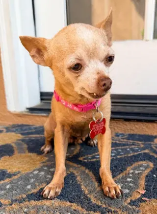 Chiquita