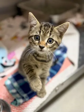 Kobe