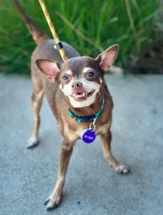 *Colgate Toothpaste