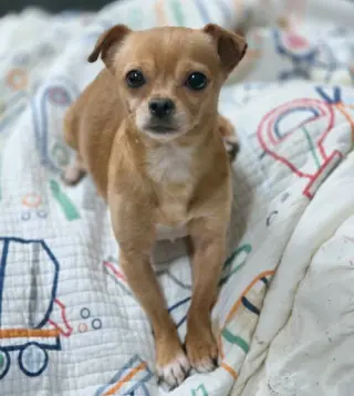Churro