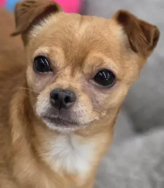 Churro