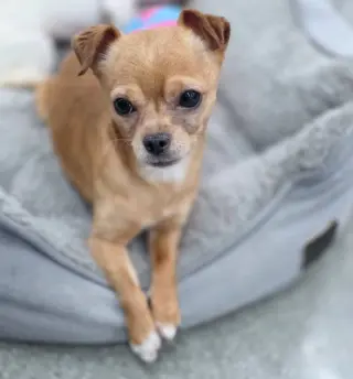 Churro