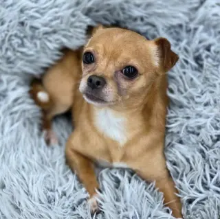 Churro