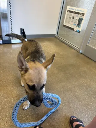 Scout