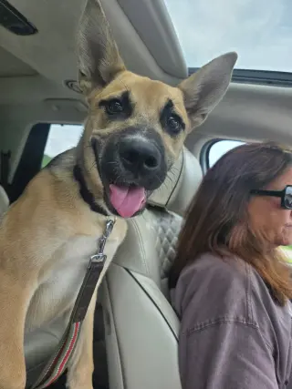 Scout