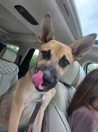 Scout