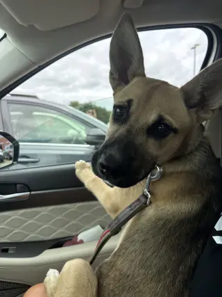 Scout