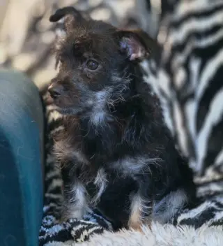 Jordash