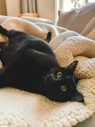 Murphy