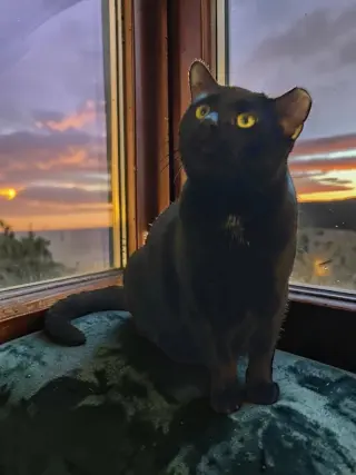 Murphy