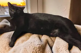 Murphy