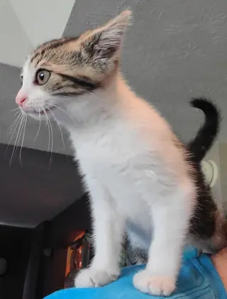 Goose