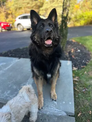 Rocco