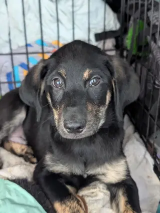 Wood - Life of a Showgirl Litter