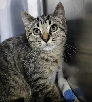Kitten Alpina