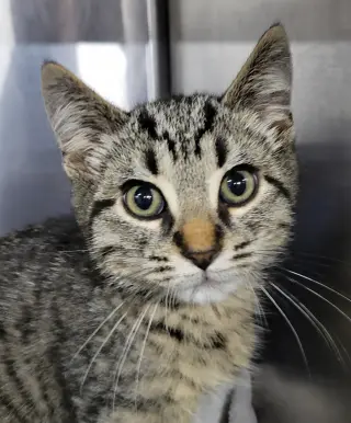 Kitten Alpina