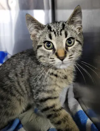 Kitten Alpina