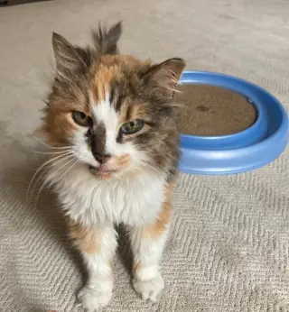 Angela