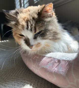 Angela