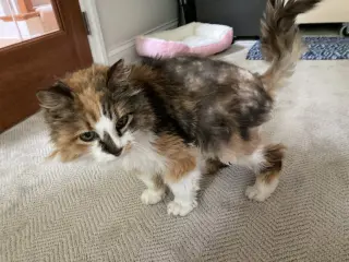 Angela