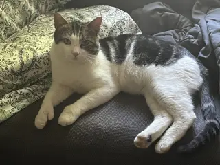 Mitts