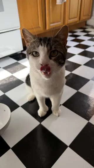 Mitts