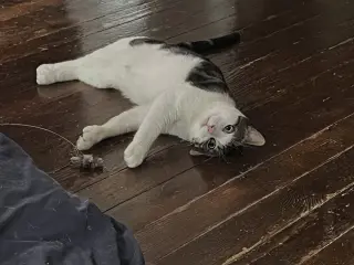 Mitts