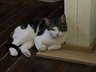 Mitts