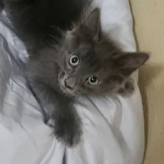 Smokey Grey